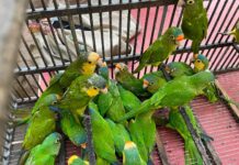Recibe Zoológico de Morelia 83 aves aseguradas por Profepa
